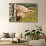 Cute Highland Cattle canvas art - Image 2